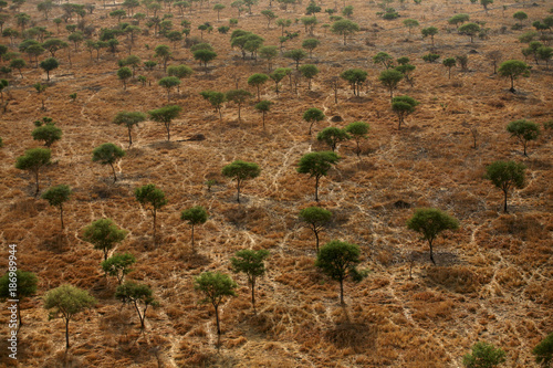 Chad, Zakouma National Park, Aerial view of a forest of acacias in the savannah photo