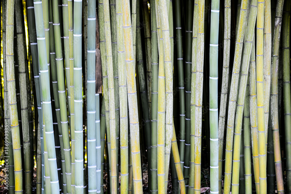 green bamboo nature exotic tropical rain forest background in asian country green bamboo nature exotic tropical rain forest background in asian country