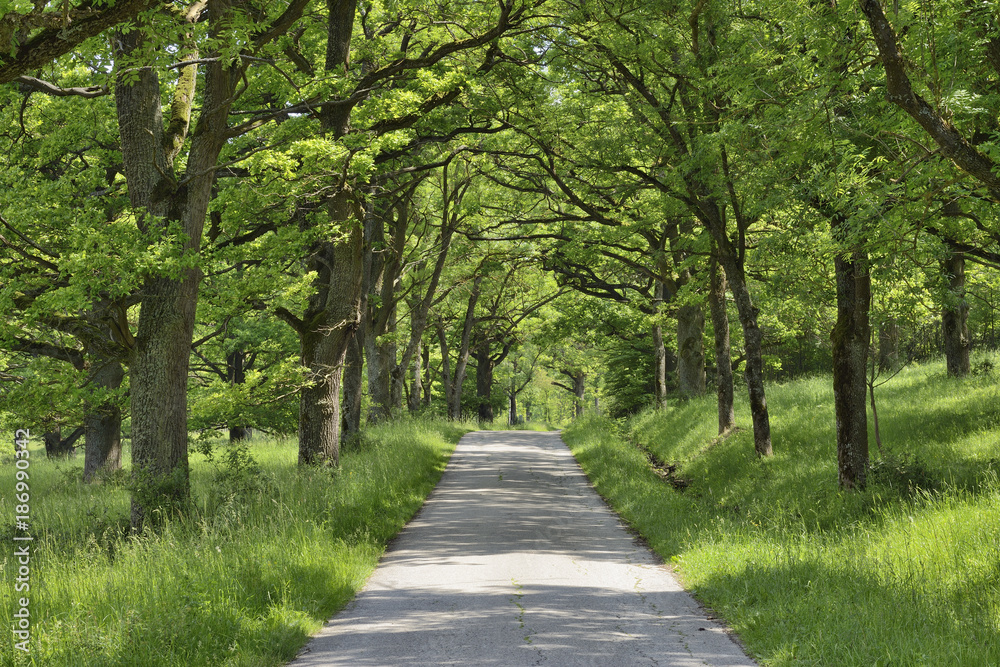Germany, Bavaria, Franconia, Spessart, with oak trees lined rural road Germany, Bavaria, Franconia, Spessart, with oak trees lined rural road