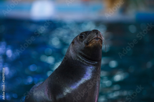 cute animal sea lion portrait near the water photo