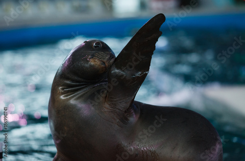 cute animal sea lion flippers waving trick photo