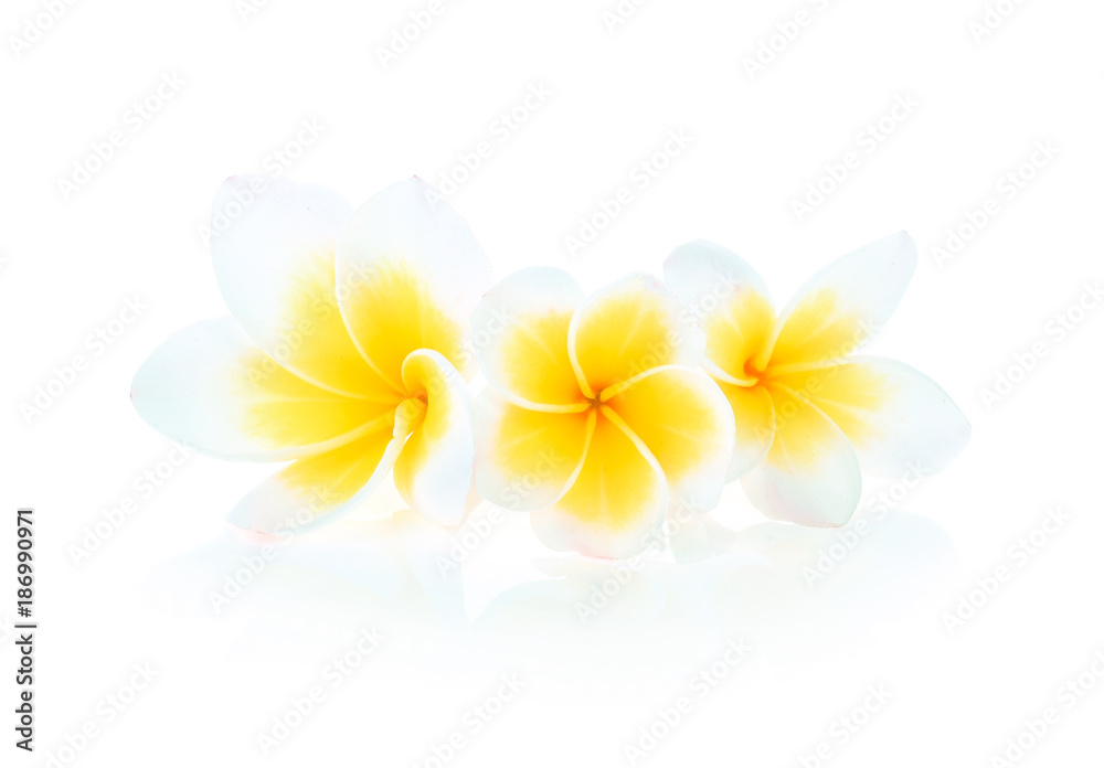 Tropical flowers frangipani (plumeria) on white background Tropical flowers frangipani (plumeria) on white background