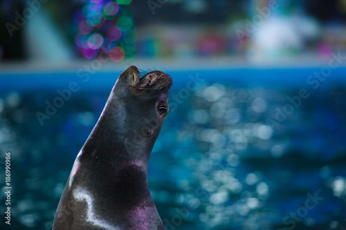 cute animal sea lion singing mouth open photo