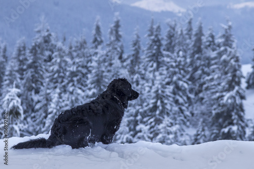 A black dog in the mountains sits in the snow.