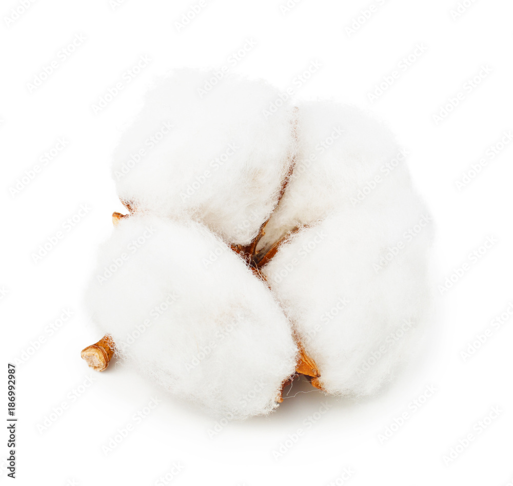Cotton plant flower isolated on white background Cotton plant flower isolated on white background