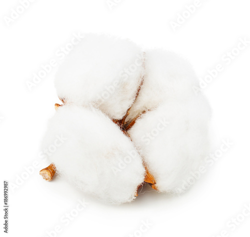 Cotton plant flower isolated on white background