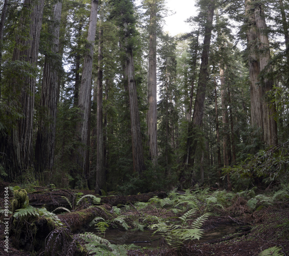 USA, California, Redwood National Park, Redwood USA, California, Redwood National Park, Redwood