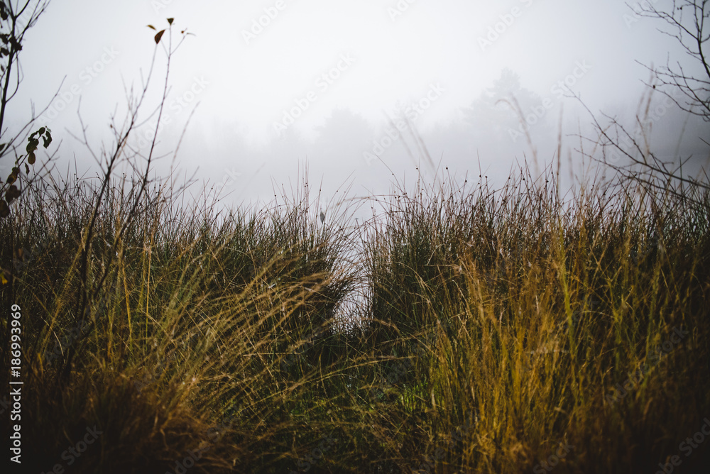 Fototapeta premium Gras und Nebel