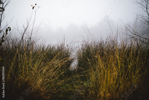 Gras und Nebel