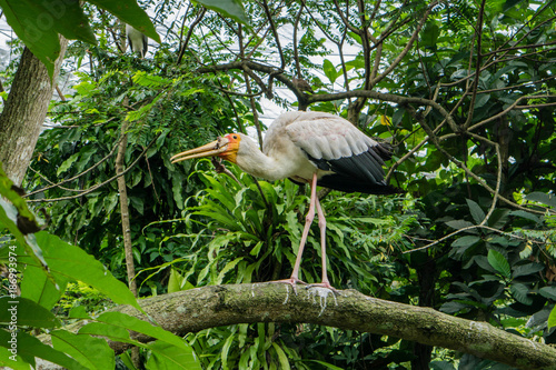Yellow-billed stork or Mycteria Ibis eats fish. Bird Park Kuala Lumpur, Malaysia.