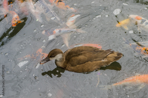 Mandarin duck female. Bird park Kuala Lumpur, Malaysia.