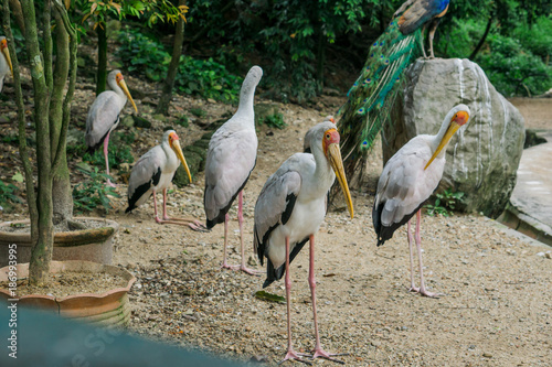 Group of Yellow-billed storks or Mycteria Ibises. Bird Park Kuala Lumpur, Malaysia.