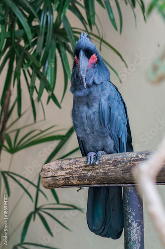 The palm cockatoo (Probosciger aterrimus), also known as the goliath cockatoo or great black cockatoo. Bird Park Kuala Lumpur, Malaysia.