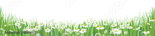 Vector daisy flowers field, nature border isolated.