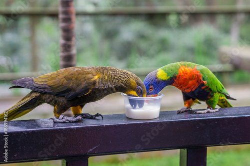 Duyvenbode's brown lory and Rainbow lorikeet drink milk.  Bird Park Kuala Lumpur, Malaysia.