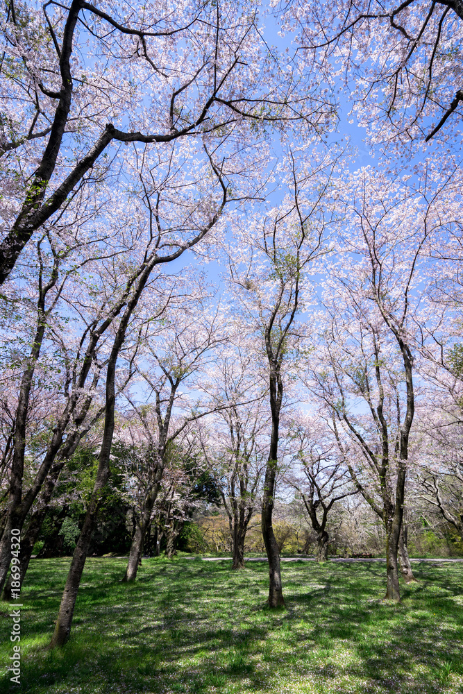 満開の桜