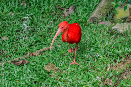 Scarlet ibis. Bird Park Kuala Lumpur, Malaysia.