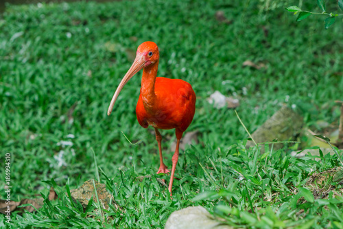 Scarlet ibis. Bird Park Kuala Lumpur, Malaysia.