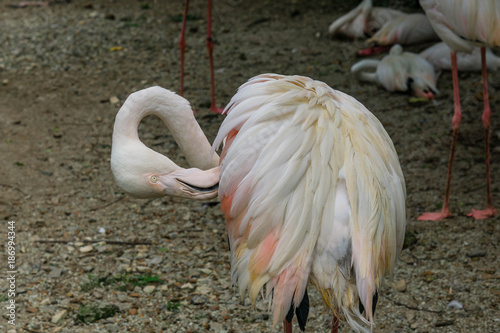 Portrait of pink flamingo. Bird Park Kuala Lumpur, Malaysia.