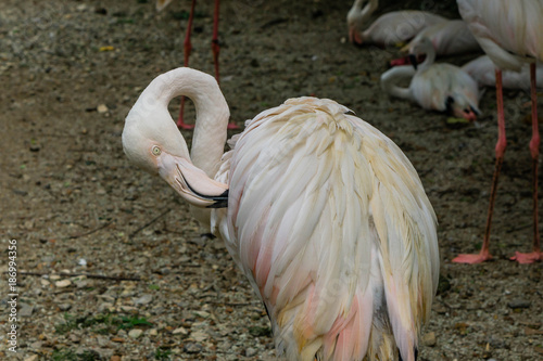 Portrait of pink flamingo. Bird Park Kuala Lumpur, Malaysia.