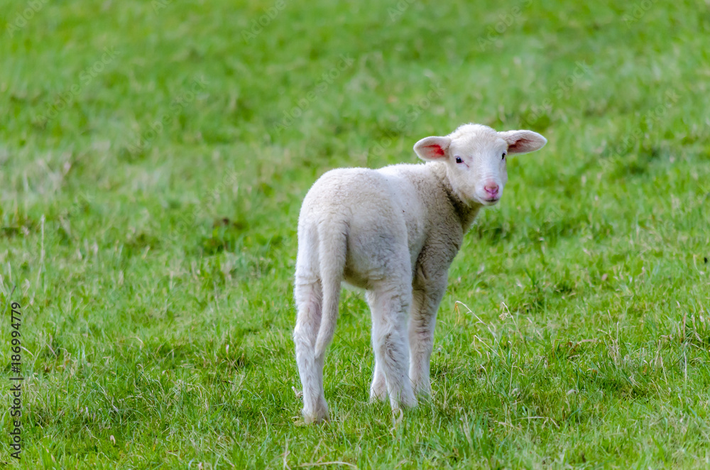 Lamb on a meadow