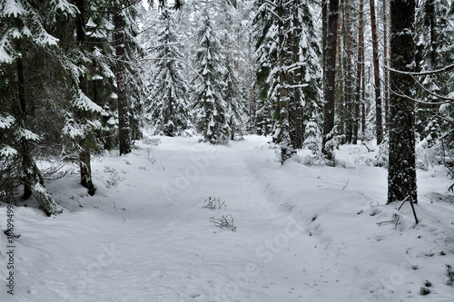 snow road in the forest in winter in Russia