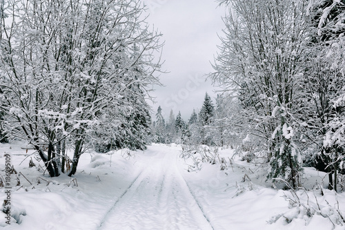 snow road in the forest in winter in Russia