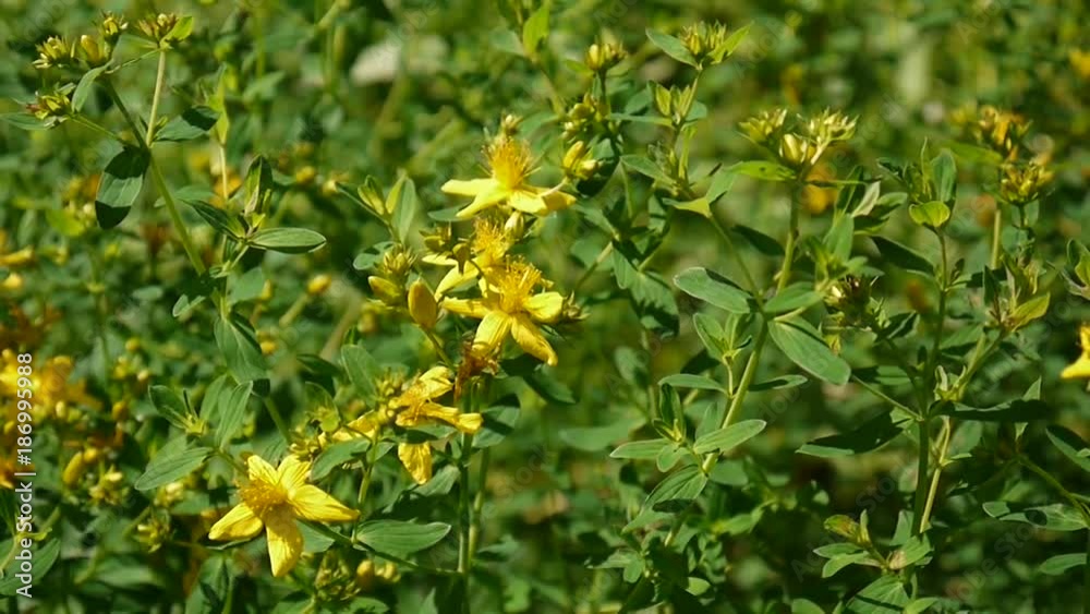 St. John's wort, medicinal plant with flower in the field. St. John's wort, medicinal plant with flower in the field.
