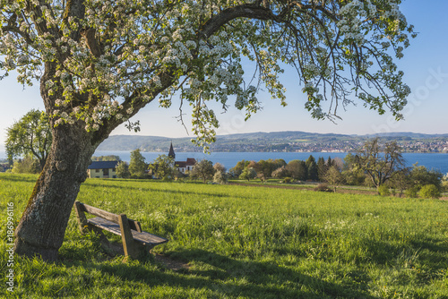 Germany, Dingelsdorf, Uberling Lake, bench and tree in spring photo