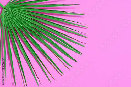 Creative Tropical Fresh Fan Palm Leaf. Green Summer Design. Bright Pink Summer Color. Nature Beach leaf background. Minimal Art. Detail
