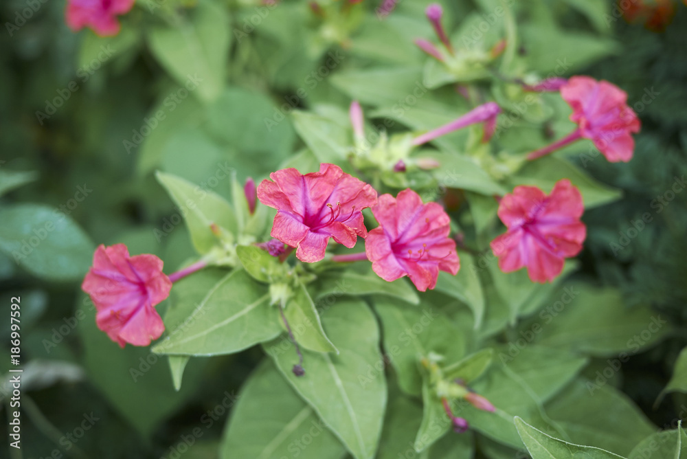 Fototapeta premium Mirabilis jalapa