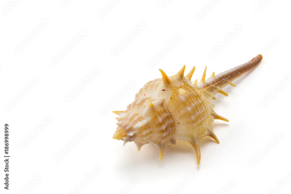 Sea shell on white background, clipping part Sea shell on white background, clipping part