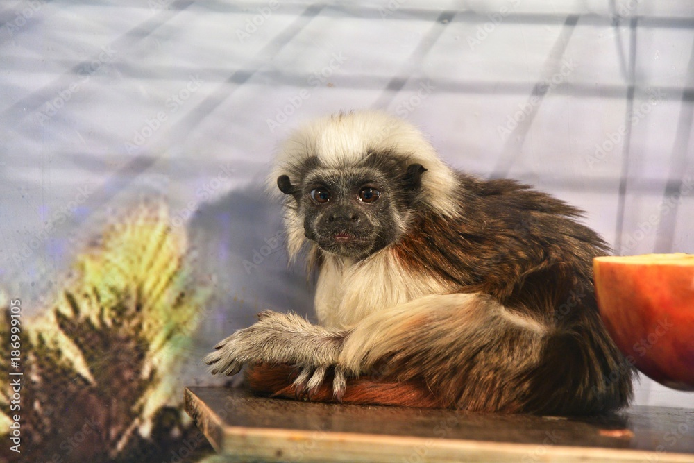 Monkey Oedipus Tamarin Monkey Oedipus Tamarin