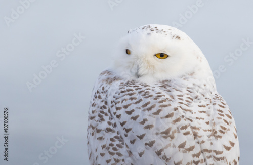 Mrs Snowy Owl  © Tina Claypool