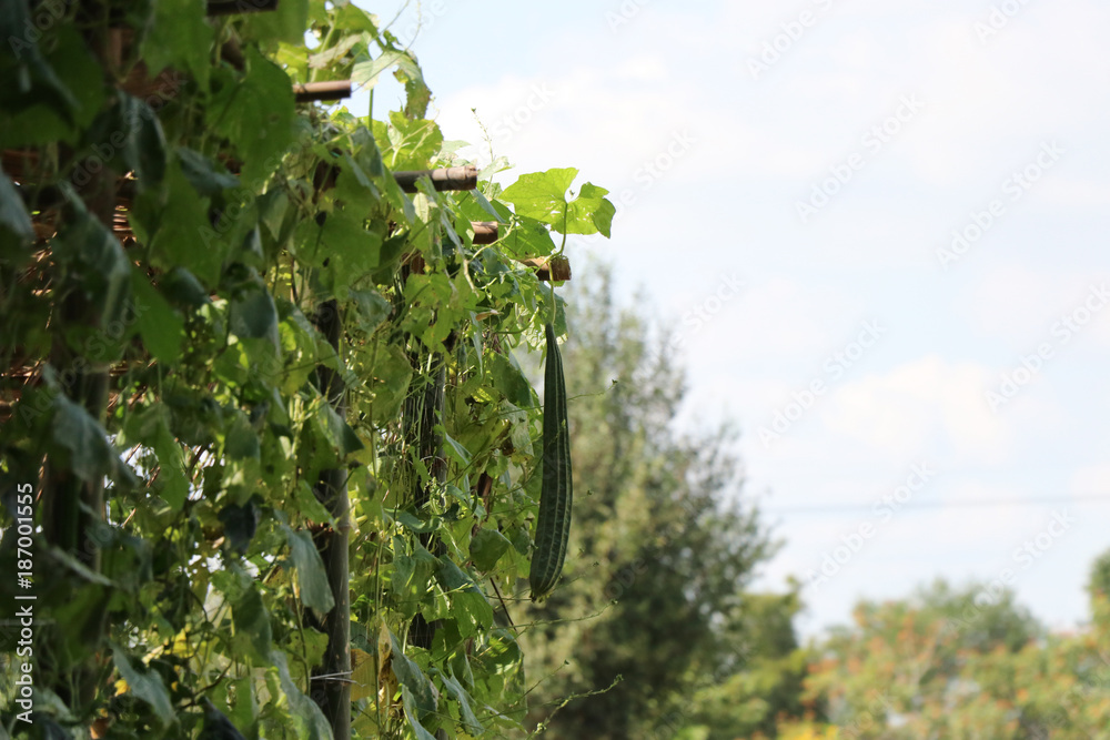 Green Zucchini vegetable fresh good, well-planted stem from organic farming
