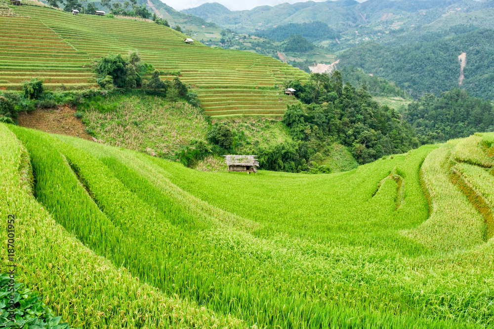 Rice field terraced on hill