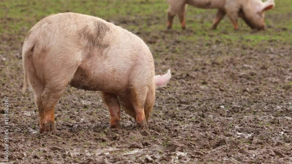 Schwein suhlt im Schlamm