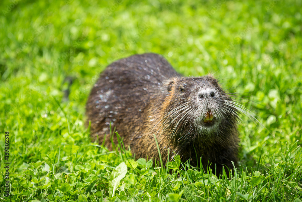 Adult beaver eating a plant. Beaver in a lake. Beaver in water in the evening. Adult beaver eating a plant. Beaver in a lake. Beaver in water in the evening.