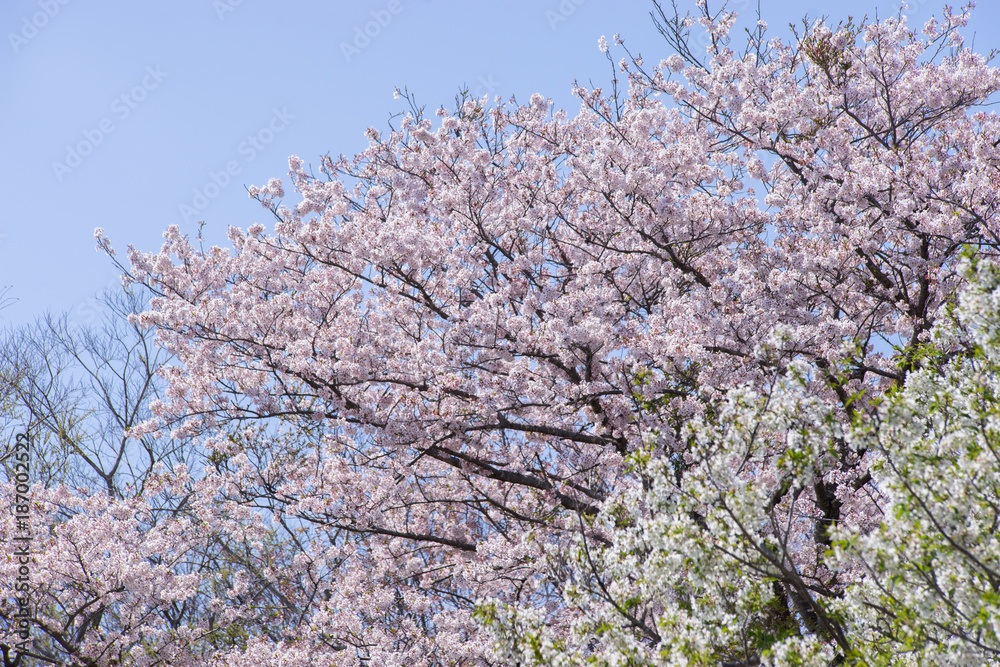 満開の桜