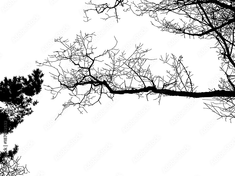 Fototapeta premium Realistic tree silhouette (Vector illustration).ai10