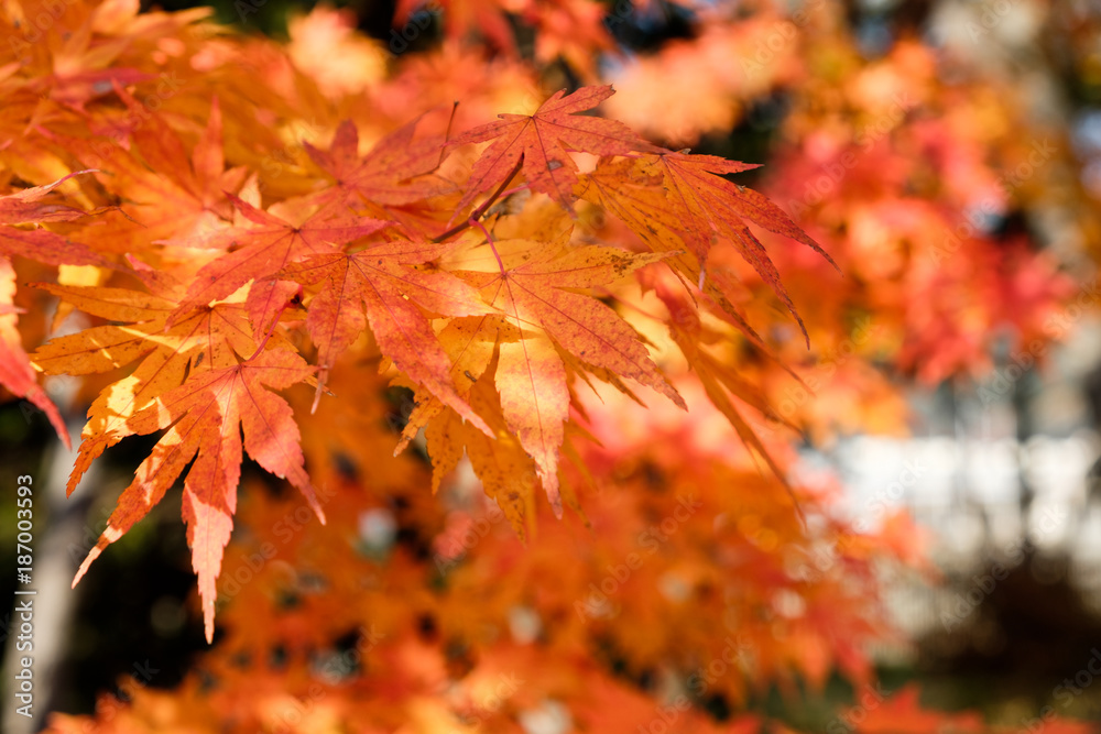 Orange Maple leaves in autumn garden Orange Maple leaves in autumn garden