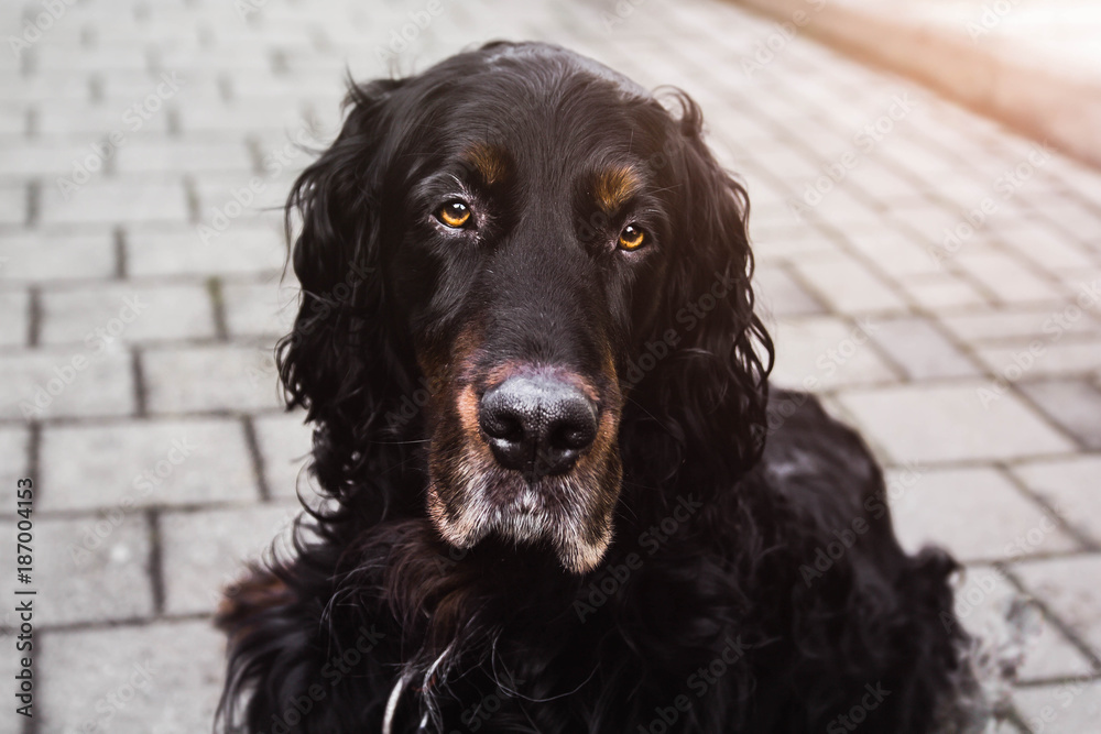 Schottischer Gordon Setter Hund Albert Stock Photo | Adobe Stock