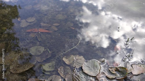 Am Teich am Ufer 