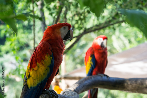 Two parrots on branch