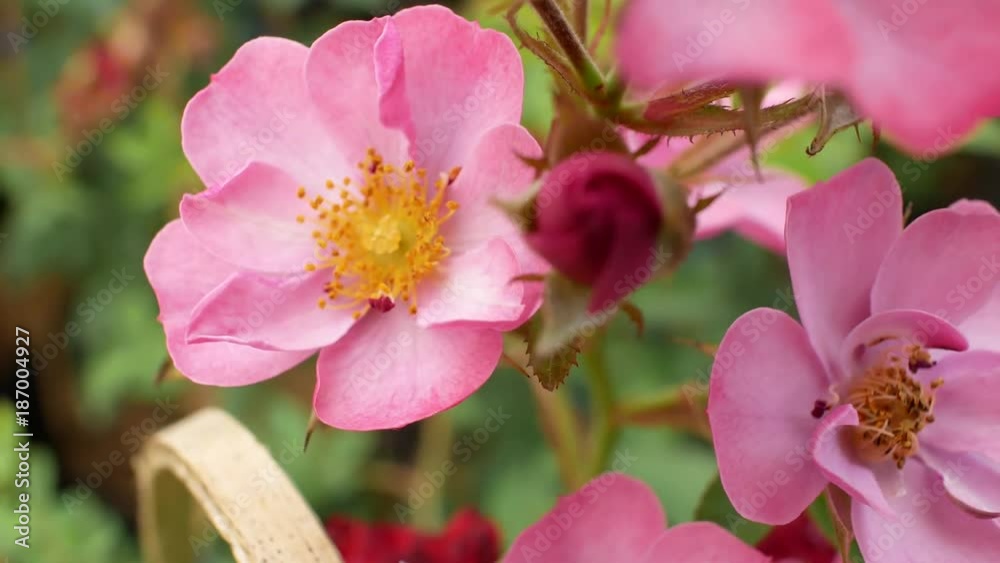 The Pink Flower Yellow Stamens Blooming , Images from The Blurry Movement until Clear The Pink Flower Yellow Stamens Blooming , Images from The Blurry Movement until Clear