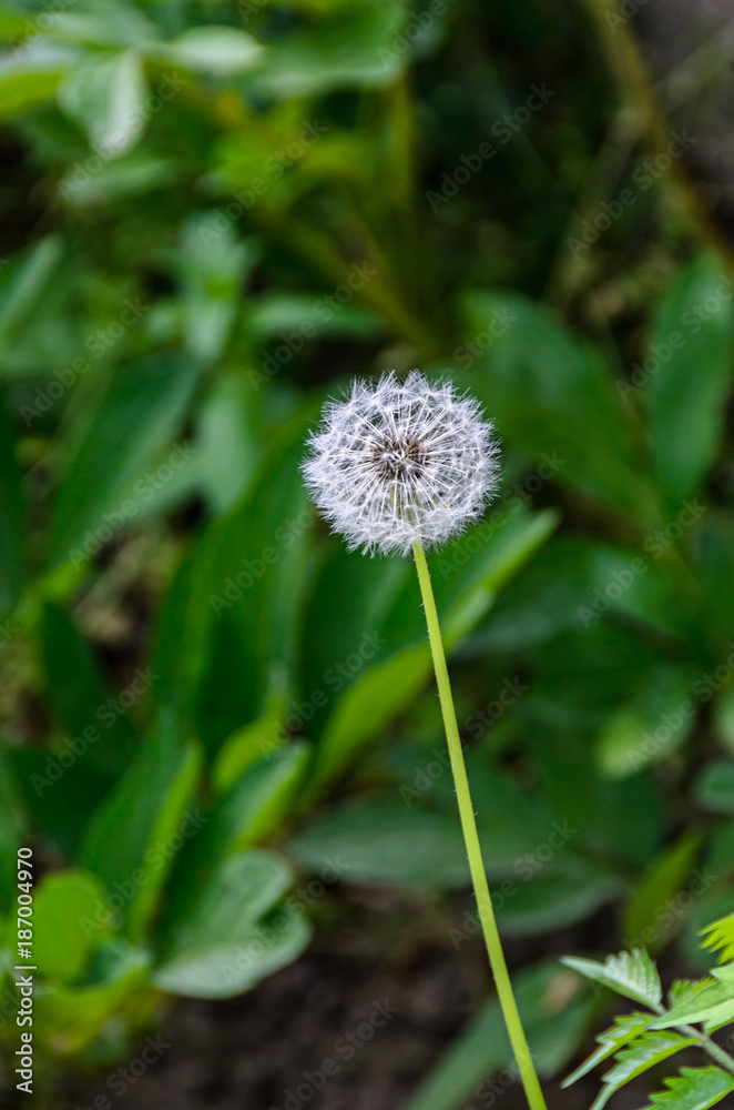 White dandelion seeds plant, green field, close up White dandelion seeds plant, green field, close up