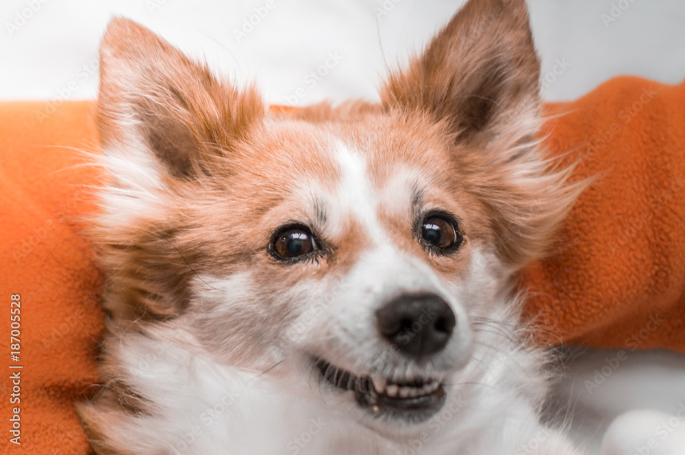 close-up portrait of dog corgi breeds