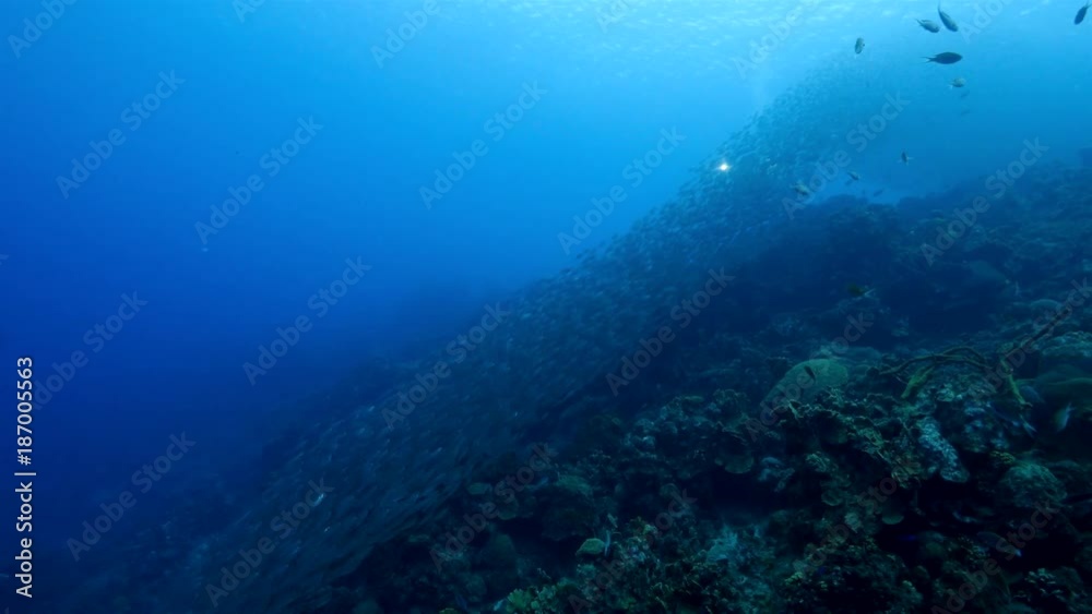 Bait ball at the coral reef in the Caribbean Sea at scuba dive around Curacao /Netherlands Antilles Bait ball at the coral reef in the Caribbean Sea at scuba dive around Curacao /Netherlands Antilles
