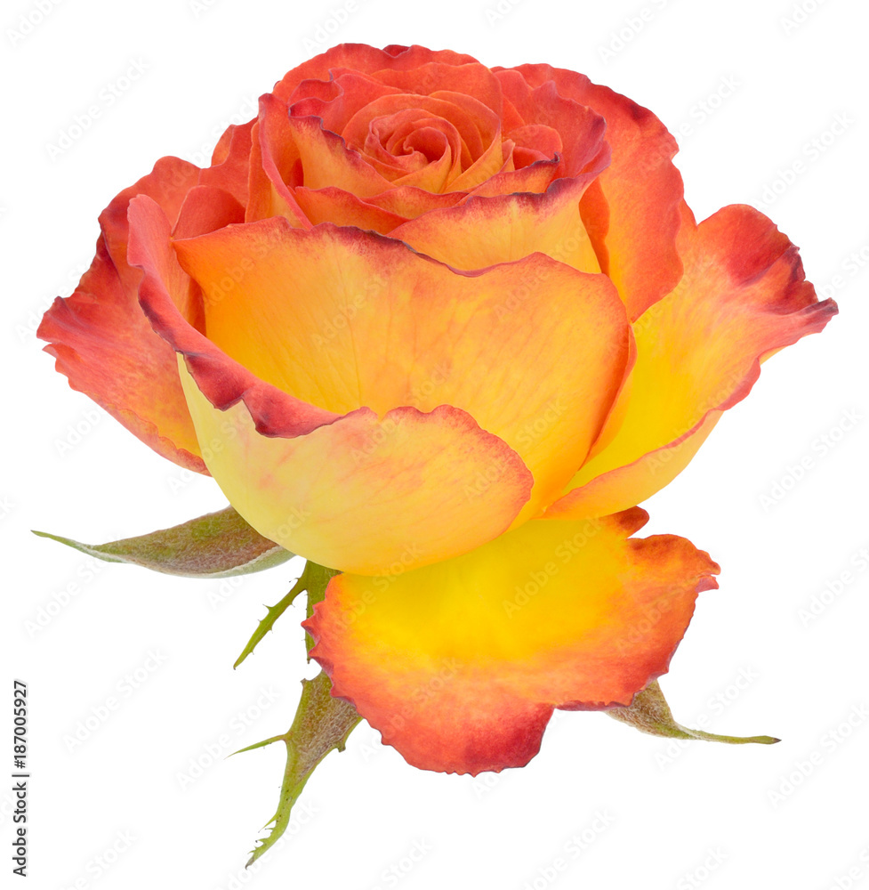 rose yellow red isolated on the side rose yellow red isolated on the side
