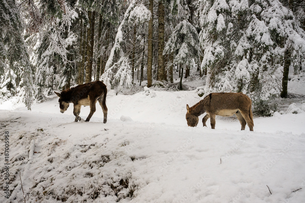 Naklejka premium due asinelli sulla neve, in Val Canali, nel parco naturale di Paneveggio - Dolomiti